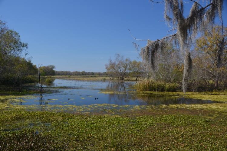 Brazos Bend State Park
